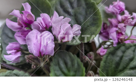 Decorative violets, indoor plants. Room interior decoration. Large flowers. Decorative violets, indoor plants. Room interior decoration. Large flowers. 126246148