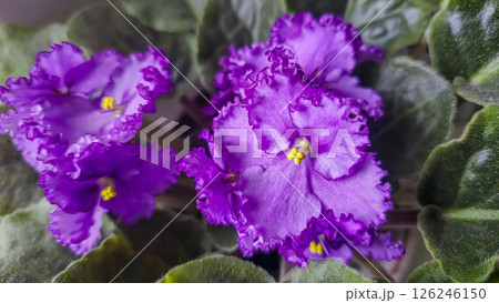 Decorative violets, indoor plants. Room interior decoration. Large flowers. 126246150