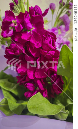 Bouquet of delicate lilac pink and red matthiola flowers on a light background. Bouquet of delicate lilac pink and red matthiola flowers on a light background. 126246152