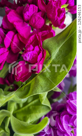 Bouquet of delicate lilac pink and red matthiola flowers on a light background. Bouquet of delicate lilac pink and red matthiola flowers on a light background. 126246153