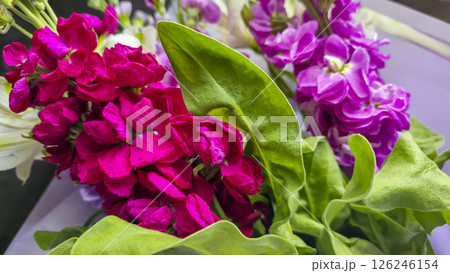 Bouquet of delicate lilac pink and red matthiola flowers on a light background. 126246154