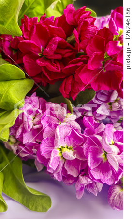 Bouquet of delicate lilac pink and red matthiola flowers on a light background. 126246186