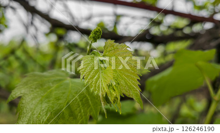 Leaves and small bunches of grapes at the dacha. Growing food. Leaves and small bunches of grapes at the dacha. Growing food. 126246190