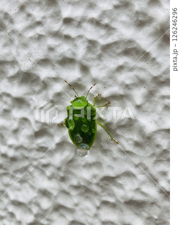 水滴がついたツヤアオカメムシ 126246296