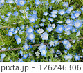 ネモフィラ畑 126246306