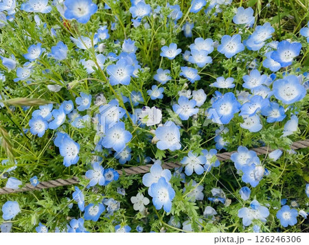 ネモフィラ畑 126246306