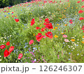 赤いポピーの花 126246307