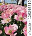 青空に映えるピンクのチューリップ 126246310