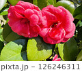 赤い椿の花 126246311