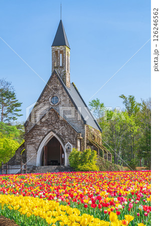 ひるがの高原 牧歌の里、満開のチューリップ〈岐阜県郡上市〉 126246562