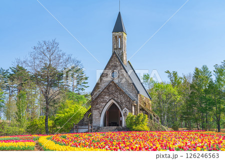 ひるがの高原 牧歌の里、満開のチューリップ〈岐阜県郡上市〉 126246563