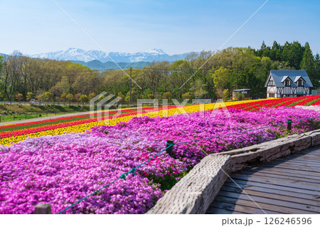 ひるがの高原 牧歌の里、満開のチューリップ〈岐阜県郡上市〉 126246596