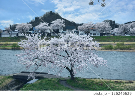 角館 桜満開 角館 桜満開 126246629