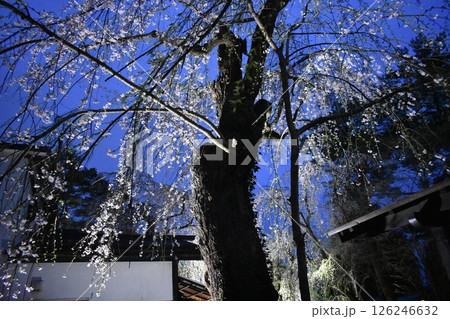 角館　桜満開 126246632