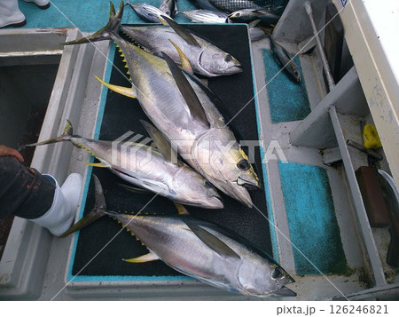 釣り船で水揚げされた大量のマグロ 釣り船で水揚げされた大量のマグロ 126246821