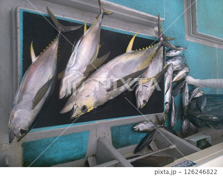 釣り船で水揚げされた大量のマグロ 126246822