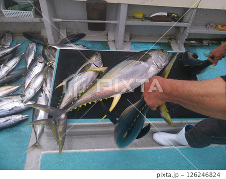 釣り船で水揚げされた大量のマグロ 釣り船で水揚げされた大量のマグロ 126246824