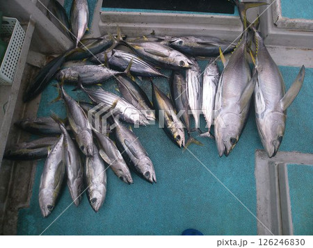 釣り船で水揚げされた大量のマグロ 釣り船で水揚げされた大量のマグロ 126246830