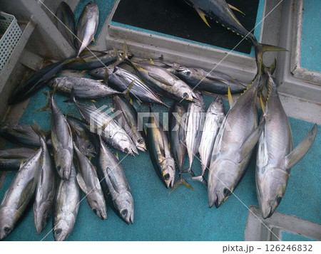 釣り船で水揚げされた大量のマグロ 126246832