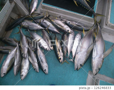 釣り船で水揚げされた大量のマグロ 126246833