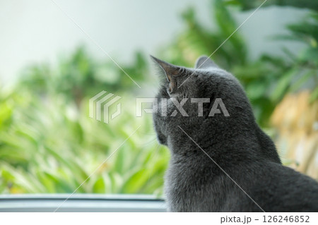 9 months old British Blue, British Shorthair cat looking at the garden view outside the window 9 months old British Blue, British Shorthair cat looking at the garden view outside the window 126246852