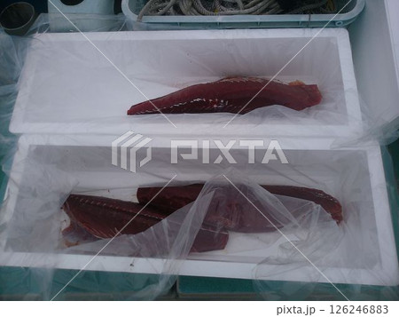 発泡スチロール箱に詰められたマグロの赤身 発泡スチロール箱に詰められたマグロの赤身 126246883