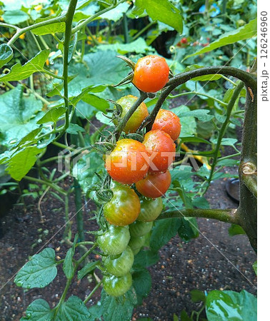 家庭菜園で育てた赤く色づくフレッシュトマト 126246960