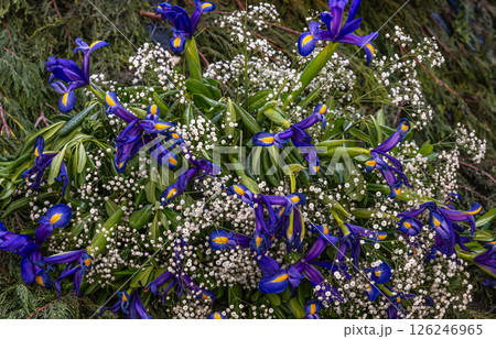 Blue Iris and Baby's Breath Bouquet 126246965