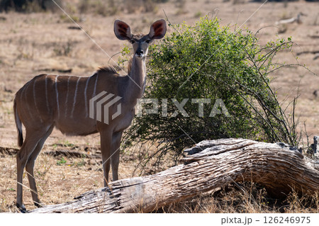 Kudu in Chobe national park 126246975