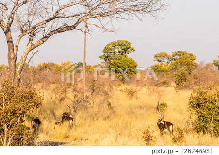 A sable antilope in Bwabwata national park 126246981