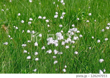 ワタスゲの湿原 126247053