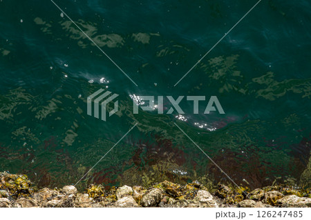 茨城県北茨城市・平潟港岸壁から見下ろす透明な海面と貝のきらめき 126247485