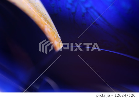 Deep purple liquid surface on black background, oil stains movement, bright chemistry, deep space background Deep purple liquid surface on black background, oil stains movement, bright chemistry, deep space background 126247520