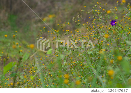一面に繁茂するコセンダングサ 126247687