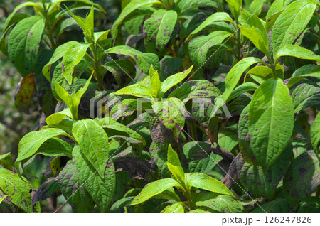 陽射に照らされる晩夏のアジサイの葉 陽射に照らされる晩夏のアジサイの葉 126247826