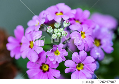 早春に咲くプリムラ 早春に咲くプリムラ 126247907