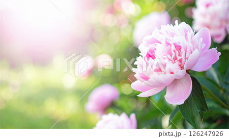 ガーデンのペールピンクの芍薬のお花のクローズアップ 126247926