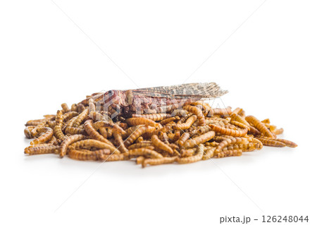 Dried salted worms. Roasted mealworms and grasshopper isolated on white background. 126248044