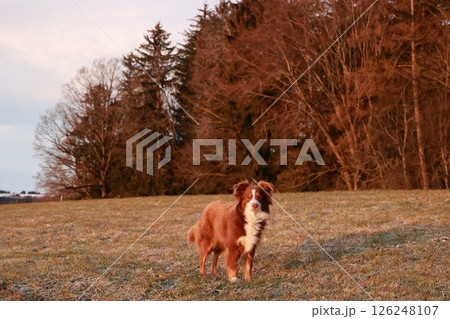 Brown and white dog is standing in a field of grass Brown and white dog is standing in a field of grass 126248107