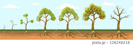 Apple tree grow. Fruit plant growing from seed, life cycle of apple trees with roots leaves, sprout, seedling, blossom tree and fruits stages. Vector plant grow stages 126248218