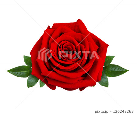 Beautiful red rose flower with green leaves isolated on a white background, close up. 126248265