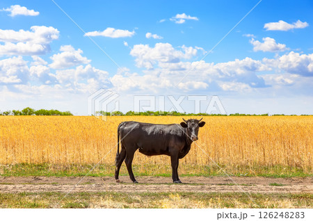 Portrait of a large black bull, standing in a field of wheat. Black angus bull in field of wheat on sunny summer day. 126248283