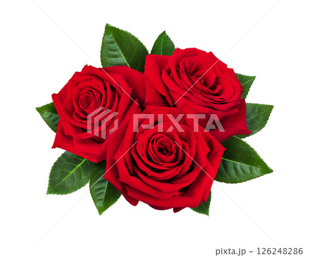 Beautiful red rose flowers with green leaves isolated on a white background., close up. 126248286
