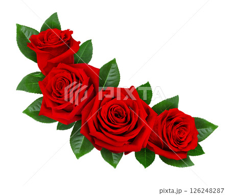 Red rose flowers in a floral arrangement isolated on white or transparent background. 126248287