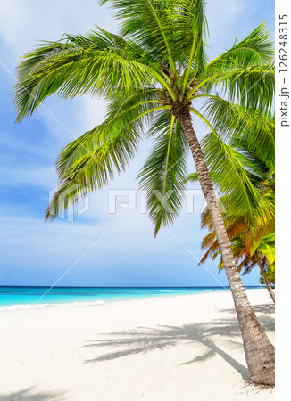 Exotic white sand beach with coconut palm trees and Caribbean sea shore on Saona island in Dominican Republic. 126248315