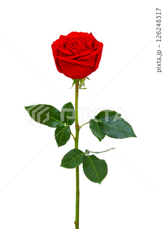 Single beautiful red rose on a white background. 126248317