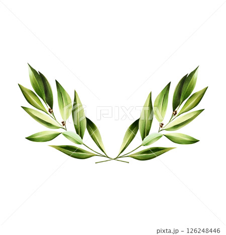 Green bay leafs logo. Watercolor hand drawn Branch of laurel, olive illustration isolated on transparent background. For designers, menu, decoration, food blog, ecofriendly branding. Healthy Green bay leafs logo. Watercolor hand drawn Branch of laurel, olive illustration isolated on transparent background. For designers, menu, decoration, food blog, ecofriendly branding. Healthy 126248446