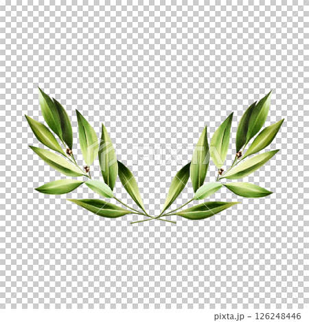 Green bay leafs logo. Watercolor hand drawn Branch of laurel, olive illustration isolated on transparent background. For designers, menu, decoration, food blog, ecofriendly branding. Healthy Green bay leafs logo. Watercolor hand drawn Branch of laurel, olive illustration isolated on transparent background. For designers, menu, decoration, food blog, ecofriendly branding. Healthy 126248446