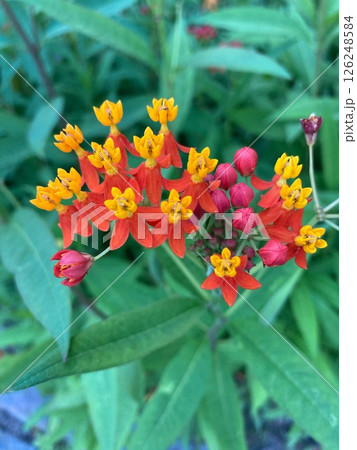 小さな黄色と赤の花びらの花 126248584