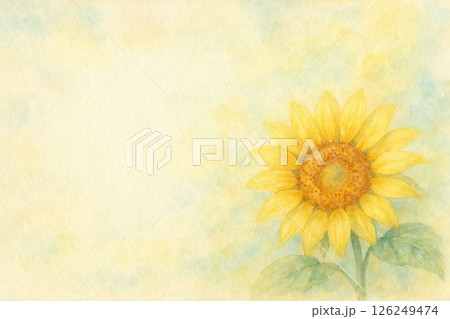 ひまわりの花 ひまわりの花 126249474